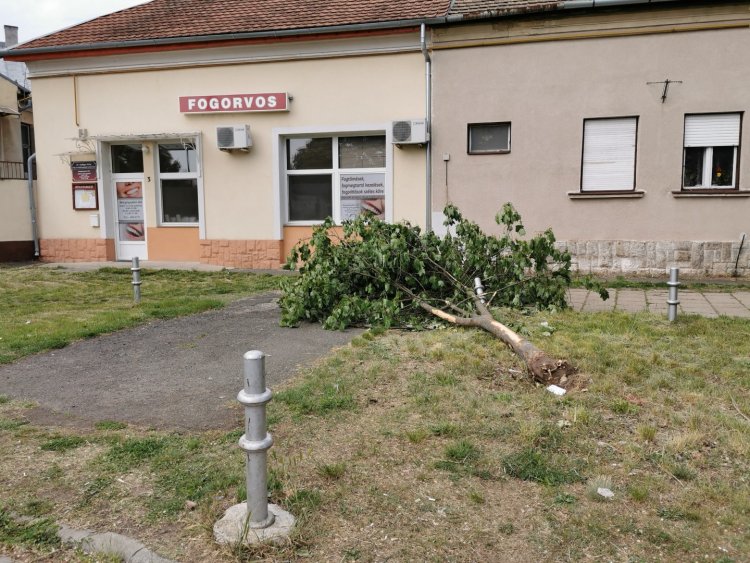 Fát döntött ki egy autós Nyíregyházán a Hatzel téren - Bejelentés nélkül elhajtott 