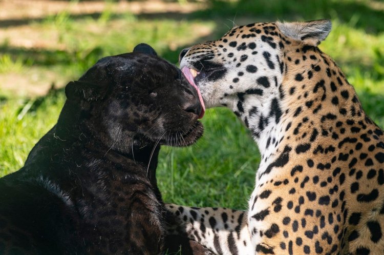 Romantika-percek a Nyíregyházi Állatparkban – Szinte testközelből látható a jaguár pár!