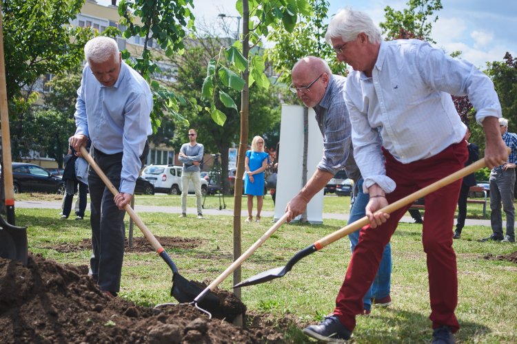 Újabb 120 előnevelt facsemetével lesz gazdagabb a város faállománya
