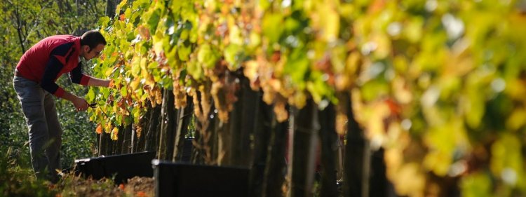 Hétfőtől pályázhatnak a szőlészek-borászok - A támogatás összértéke 2,5 milliárd forint