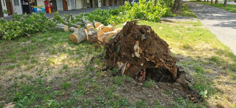 Kidőlt fák a város több pontján - Komoly károkat okozott az erős szél a napokban