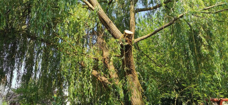 Kitört fák, leszakadt ágak a város több pontján - Károkat okozott a viharos időjárás