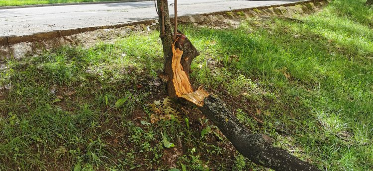 Parkolóba zuhant a faág - Szerencsére nem állt ott autó, és nem sérült meg senki