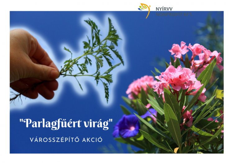 „Parlagfűért virág" városszépítő akció – A lakosságot is bevonja a NYÍRVV