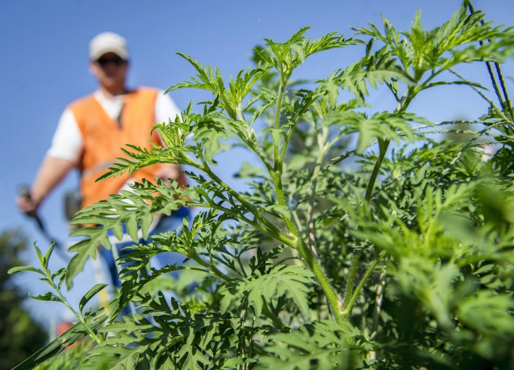 Pár nap alatt több mint tízezer gyökeres parlagfüvet adtak le a városszépítő akcióban
