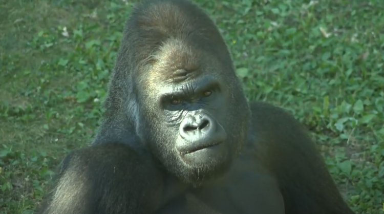 Életmentő beavatkozásra volt szüksége a Nyíregyházi Állatpark gorillájának