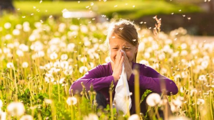 Nehéz időszak vár az allergiásokra:  várhatóan magas lesz a parlagfű pollenkoncentrációja