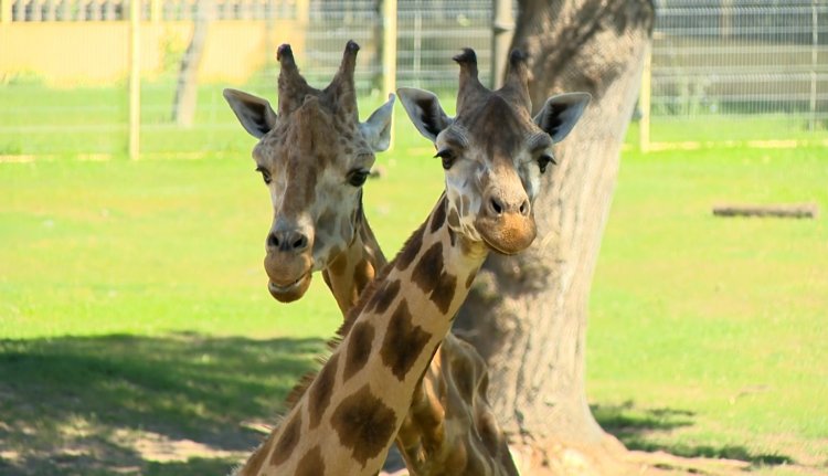 Állati Zoona – A Nyíregyházi Állatparkban a Tarzan Ösvényén kalandozunk!