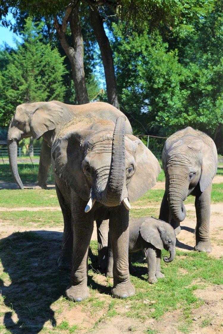 Ma van az Elefántok Világnapja – A Nyíregyházi Állatparkban afrikai és ázsiai is él!