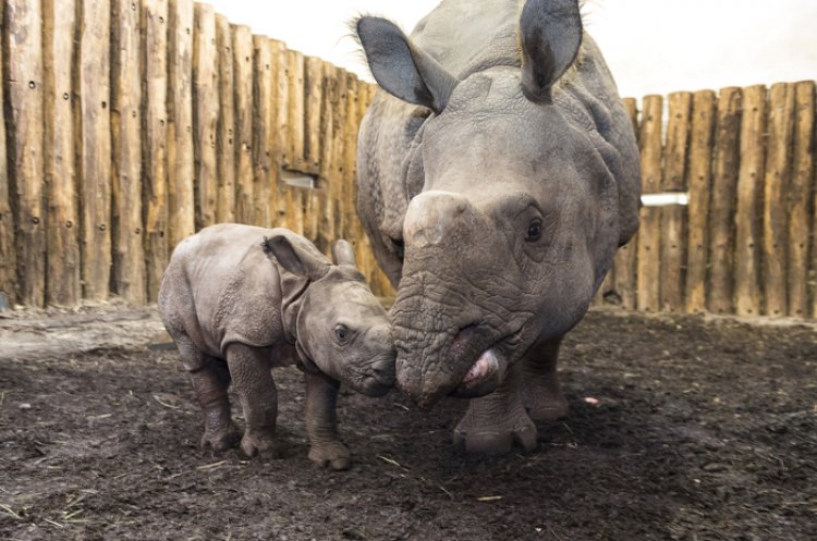 Szegedre indult Csülök – Elbúcsúztak a Nyíregyházi Állatpark dolgozói a kis rinocérosztól