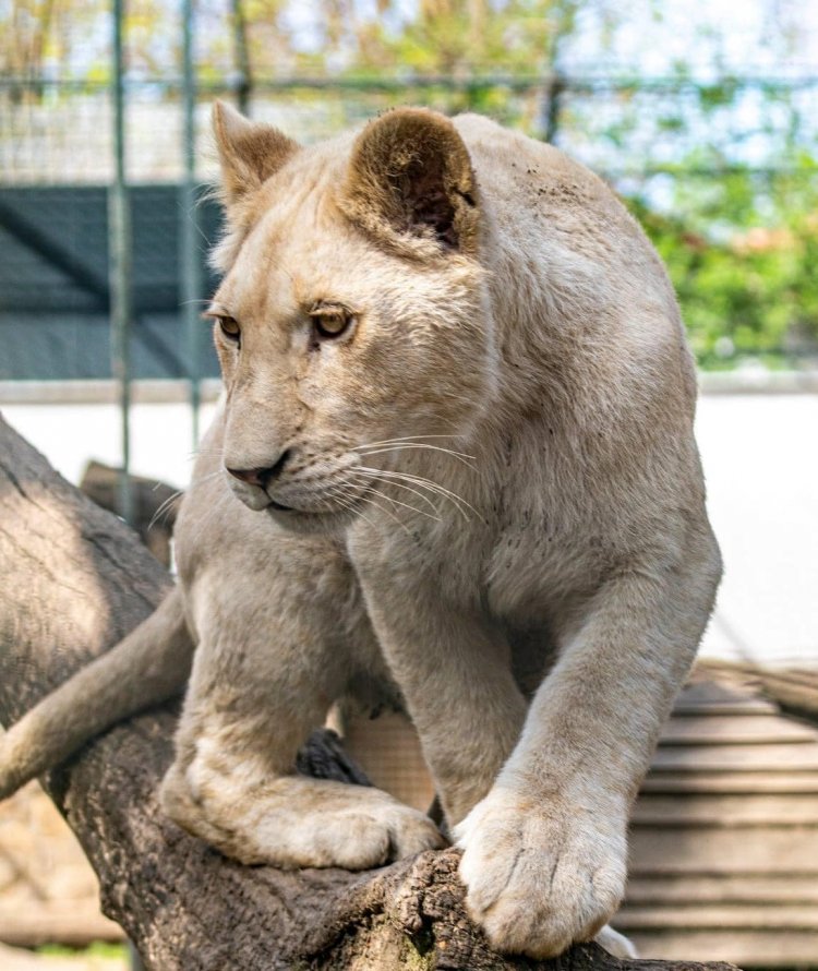 Ma 10 hónaposak a Nyíregyházi Állatpark fehér oroszlán hármasikrei!