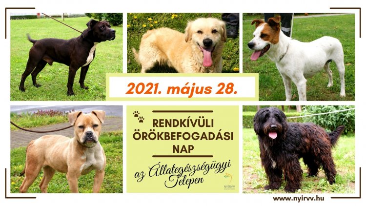 Rendkívüli Örökbefogadási Nap lesz Nyíregyházán május 28-án, az Állategészségügyi Telepen