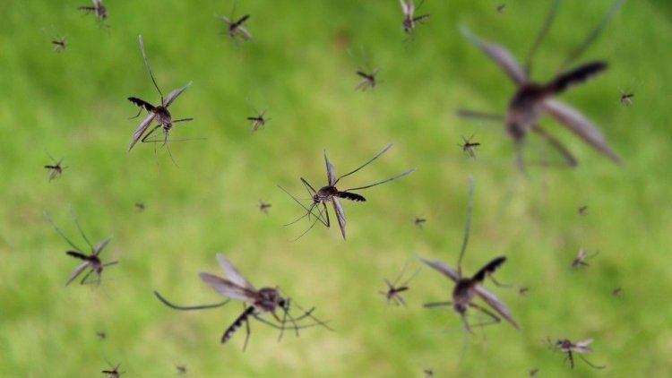 Légi és földi szúnyoglárva-gyérítést végeznek Nyíregyháza több pontján is csütörtökön