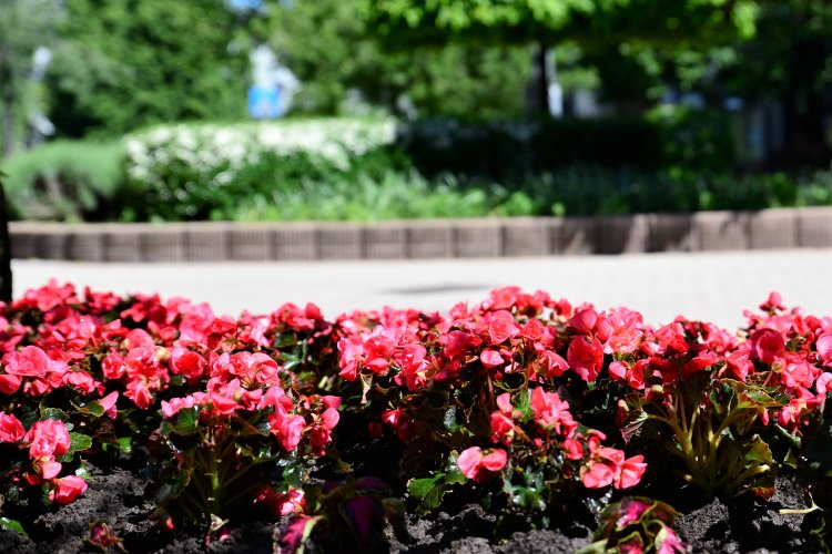 Virágok borítják be Nyíregyházát! Városszerte folytatódik az ültetés!