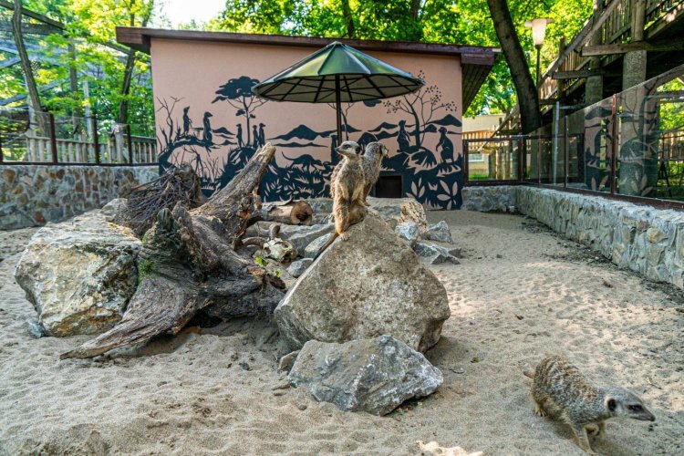 Elkészült a szurikáták új kifutója a Nyíregyházi Állatparkban