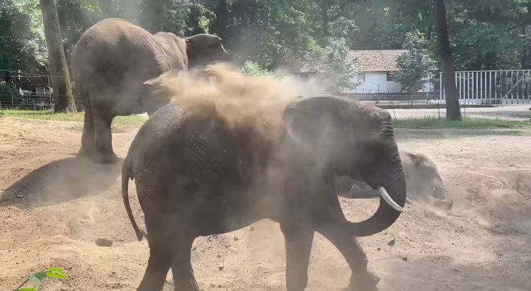 Homokfürdővel védekeznek a hőség ellen a Nyíregyházi Állatpark elefántjai