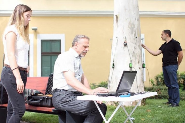Főkertész: csak indokolt esetben vágunk ki fákat Nyíregyházán