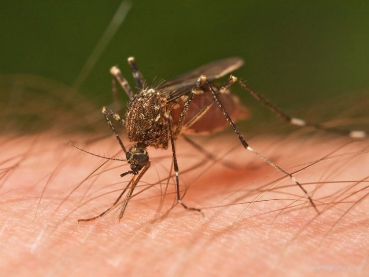 Több mint ötszáz településen gyérítik a szúnyogokat                               