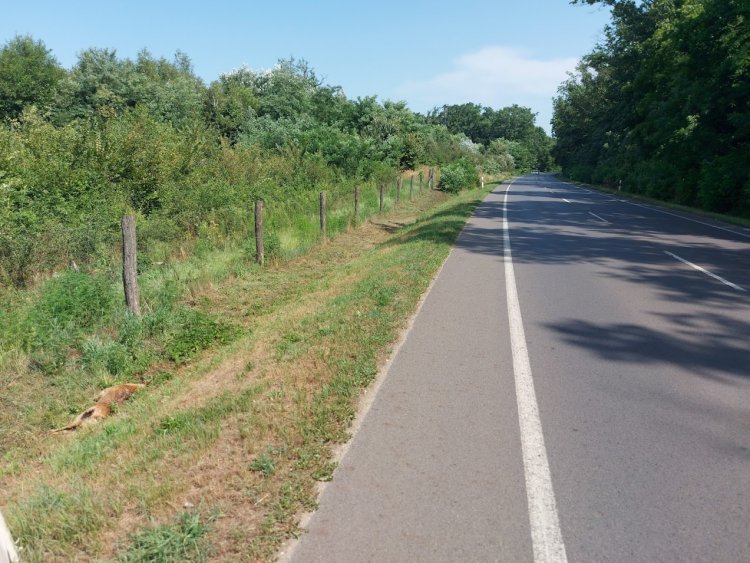 Vadgázolás történt a Sóstói úton                                                          