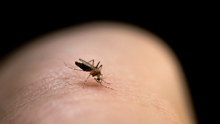 Ismét szúnyogirtást végeznek Nyíregyházán szerdán                           