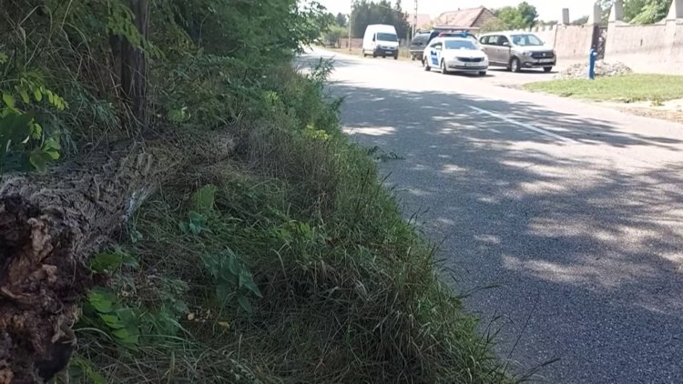 Balesetveszélyes faágat jelentettek Oros és Nyírpazony között
