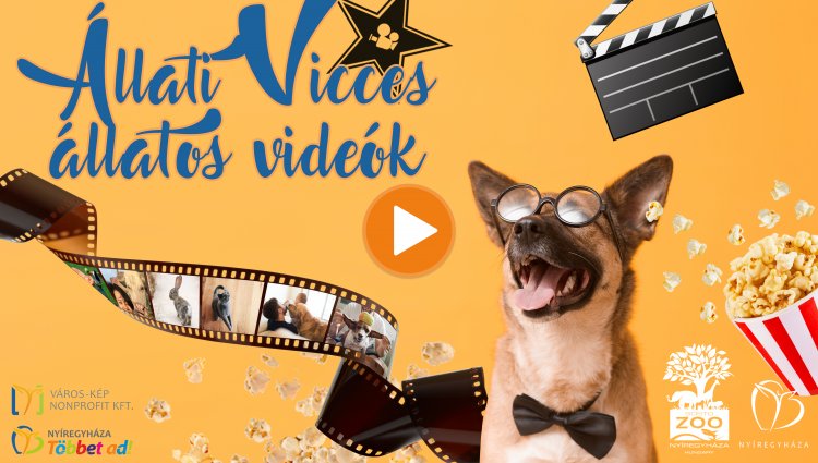 „Állati vicces állatos videók” videópályázat – Jelentkezz Te is!