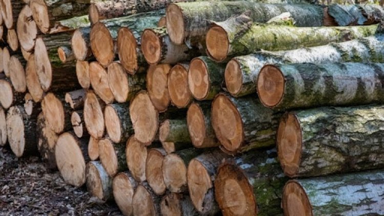Fakitermelés kezdődik a nyíregyházi Sóstói-erdőben                            