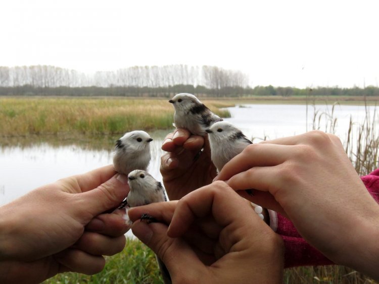Októberi madártalálka a Szelkó-tónál - természetvédelmi program 