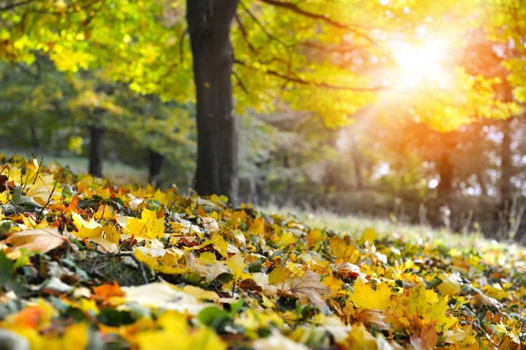 Országos Meteorológiai Szolgálat: napsütéses őszi napunk lesz
