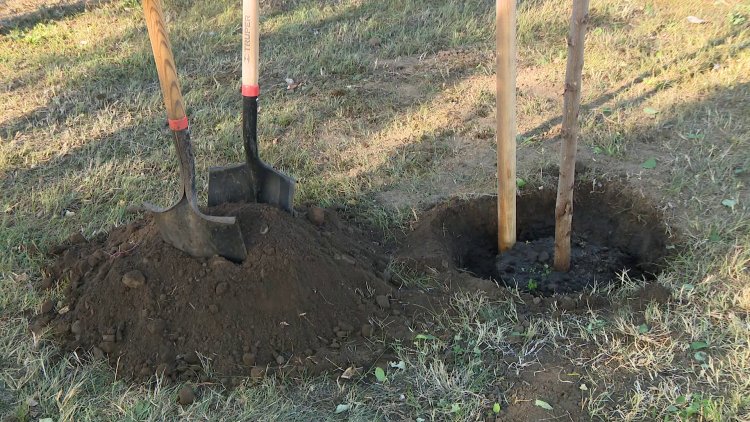 Folytatódik a fásítási program – Gömbakácokat ültettek el Nagyszálláson, a játszótér melle