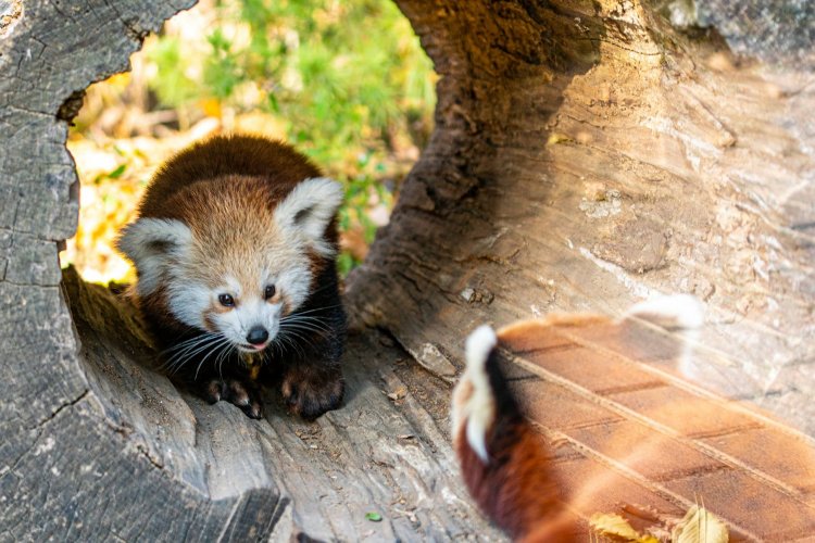 Kedvezményes jegyekkel várja az őszi szünet alatt a látogatókat a Nyíregyházi Állatpark