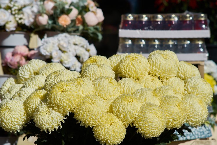 A tavalyi évhez képest emelkedett a krizantém ára 