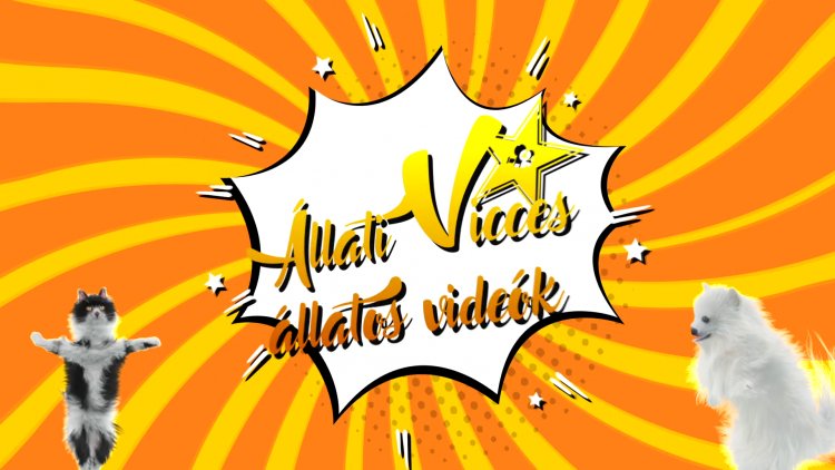 Állati Vicces Állatos Videók – Rengeteg videó érkezett a pályázatra!