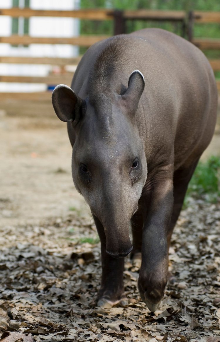 Nyíregyházi Állatpark: állati kulisszatitkok, avagy hogyan kezeljünk stresszmentesen egy tapír sérülését