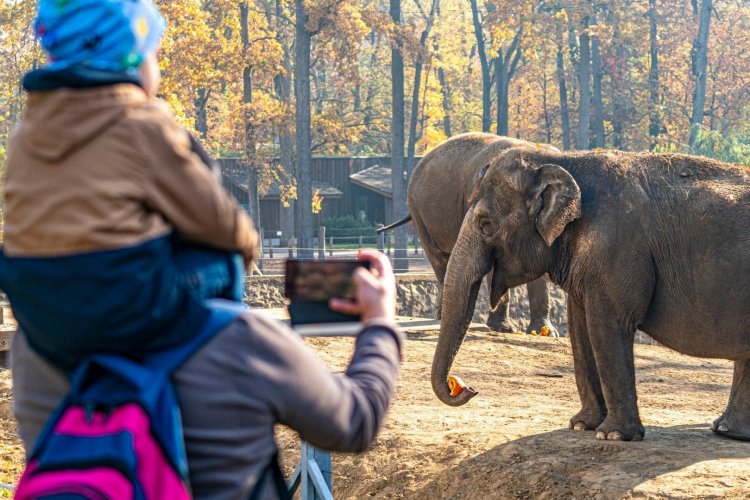Megérkezett a Nyíregyházi Állatpark születésnapi ajándéka 