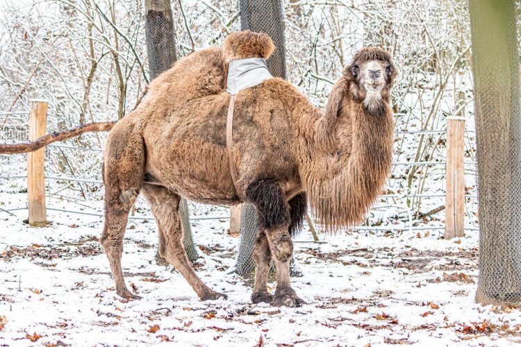 Púpvédő segíti a Nyíregyházi Állatpark 14 éves kétpúpú tevéjének gyógyulását