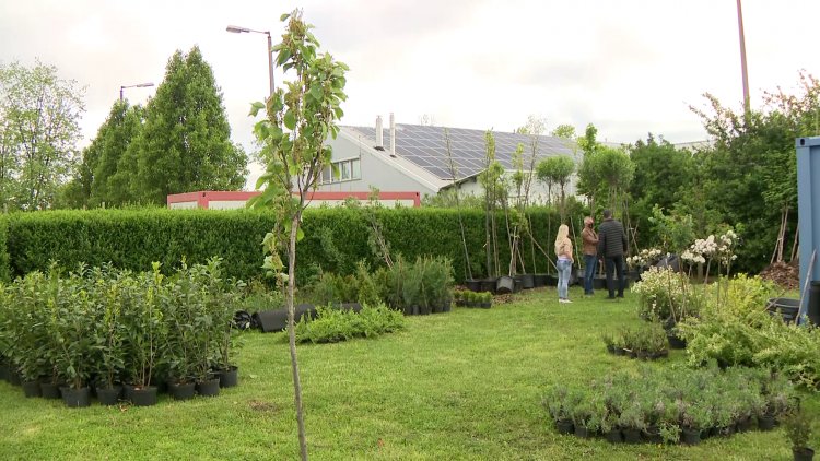 Városszépítő akció idén is – Fákat, virágokat és cserjéket oszt a NYÍRVV