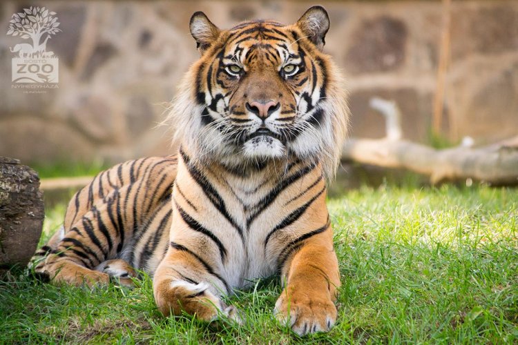 Február elsejével idén is beköszöntött a kínai holdújév – A Tigris Évét különleges videóval köszönti a Nyíregyházi Állatpark