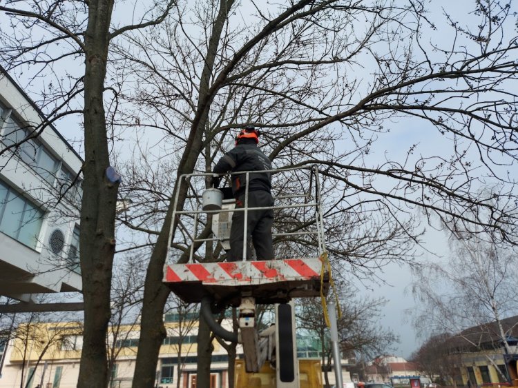 Faápolási munkálatokat végeztek a NYÍRVV szakemberei a város több területén