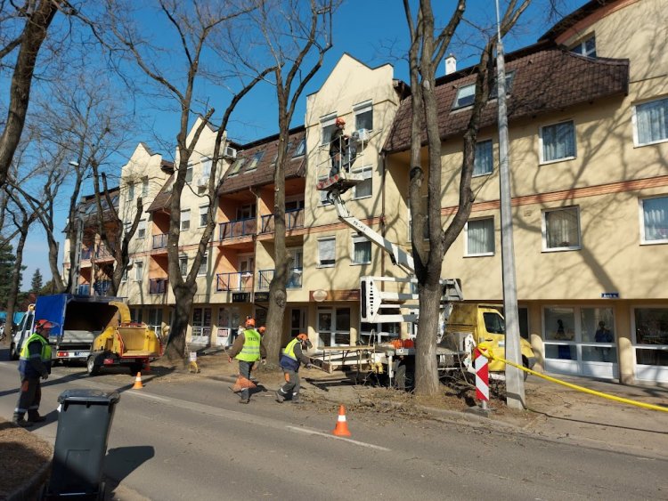 Faápolási munkálatokat végzett a NYÍRVV az Árok utcában