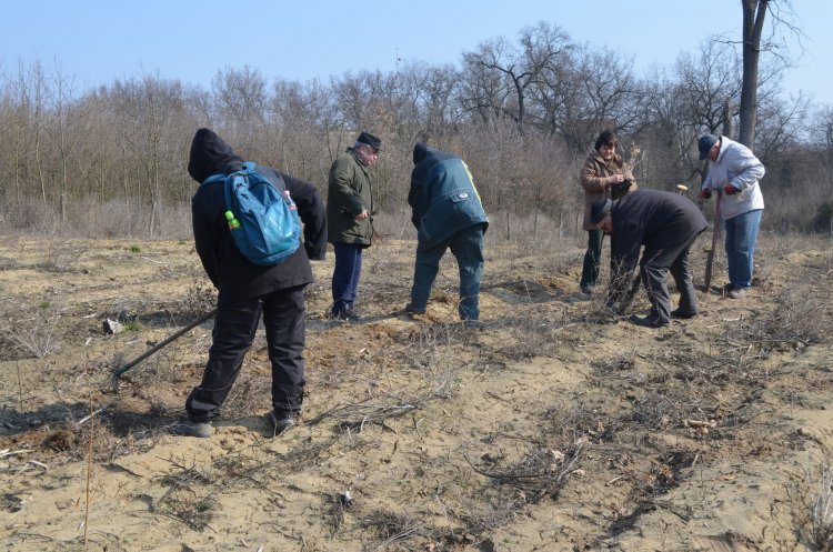Önkéntesek ültettek csemetéket a Sóstói-erdőben