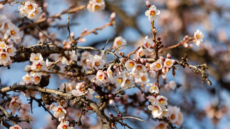 Átmenetileg enyhül a hideg a jövő héten, akár 17 Celsius-fokot is mérhetnek