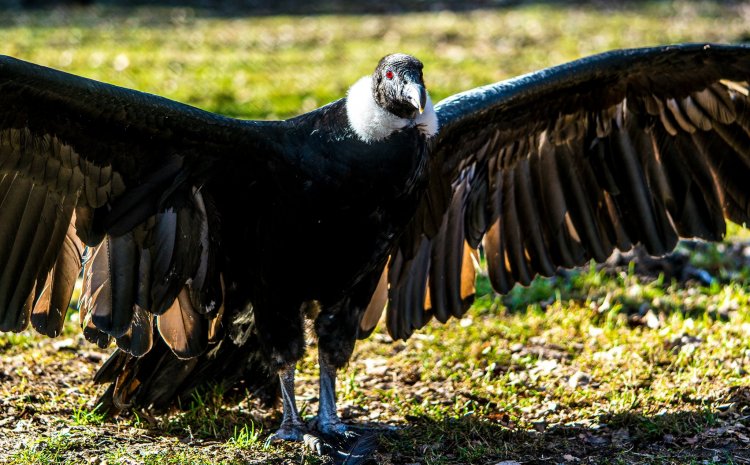 A hosszú hétvégén is tárt karokkal várja a látogatókat a Nyíregyházi Állatpark