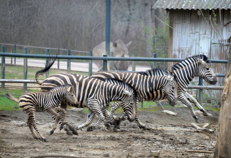 Húsvéti ajándék: zebra és törpe víziló is született a Nyíregyházi Állatparkban 