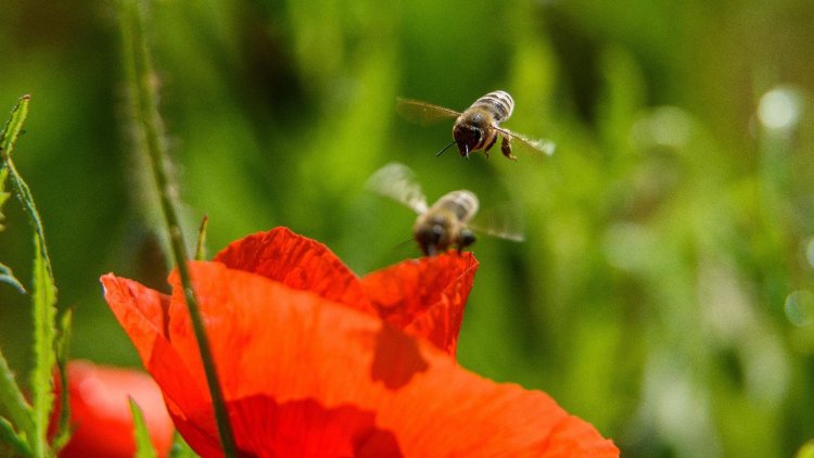 Hétfőtől pályázhatnak a méhészek az új méh állatjóléti támogatásra