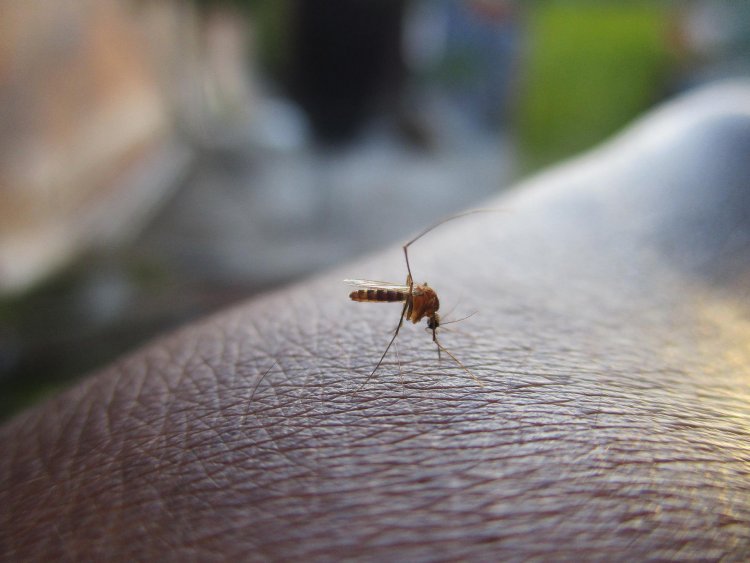 Légi szúnyoggyérítést végeznek Nyíregyházán július 7-én, csütörtökön