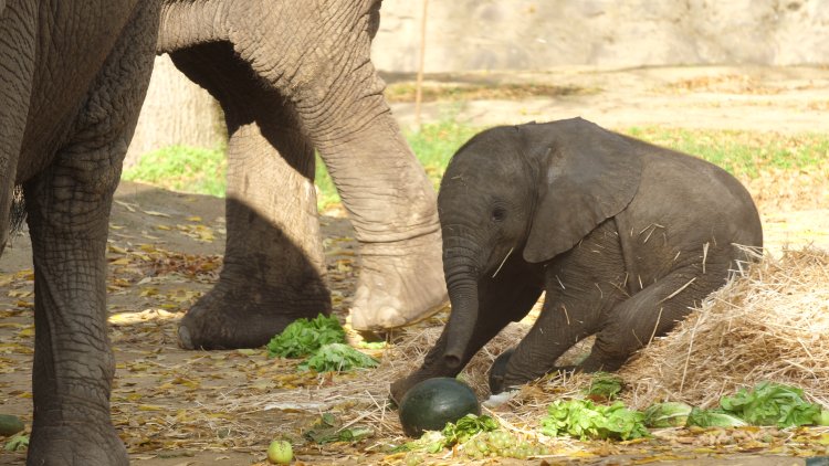 Kibo, az elefánt – Fontos érzelmi kötelék miatt is választották ezt a nevet a gondozók