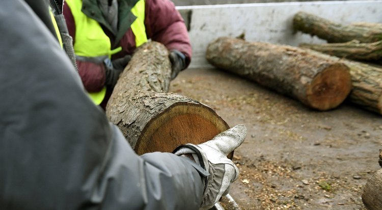 Indul a szociális tűzifaprogram