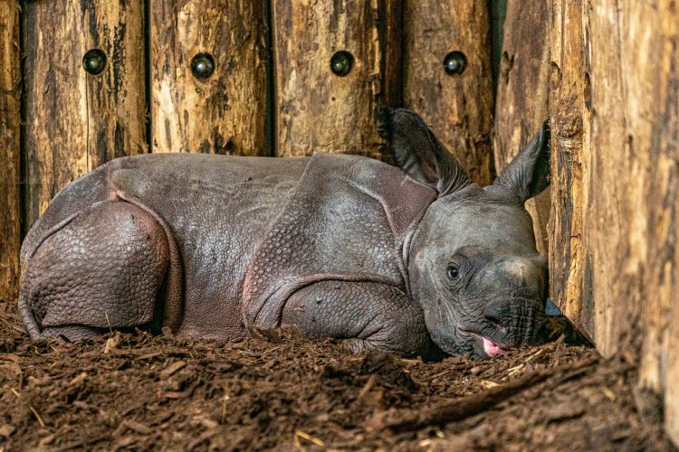 Nyíregyházi Állatpark: várják az egy hónapos indiai orrszarvú borjú névjavaslatait