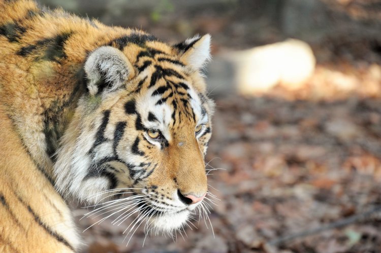 Huszonöt éves a Nyíregyházi Állatpark – A téli szünetben kedvezményes belépőjegyekkel várnak!